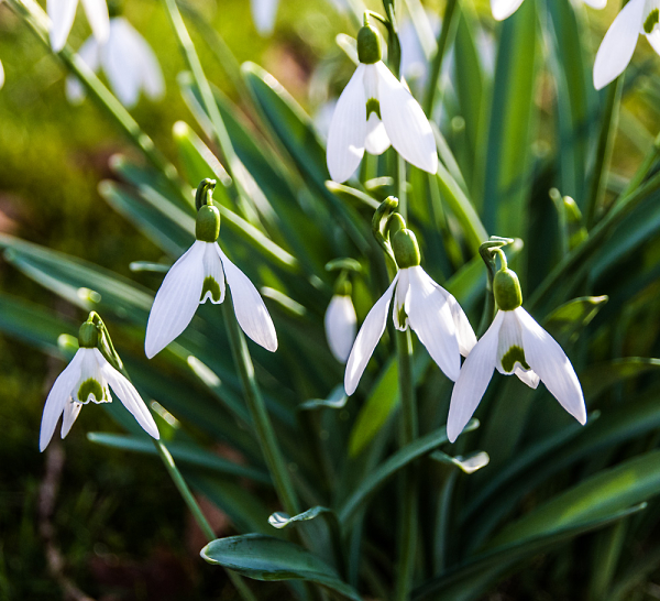Snowdrop cultivar