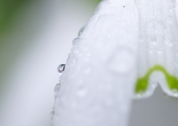 Snowdrop drop