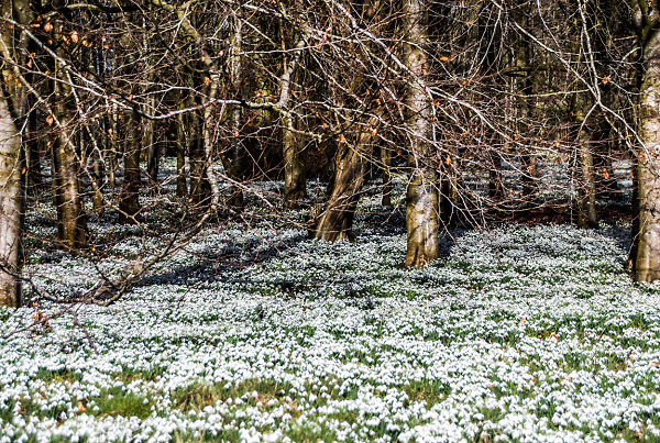 Snowdrop Wood