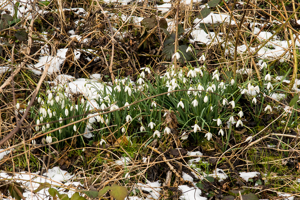 Snowdrops