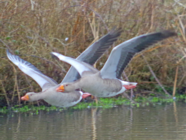 Synchronised flying