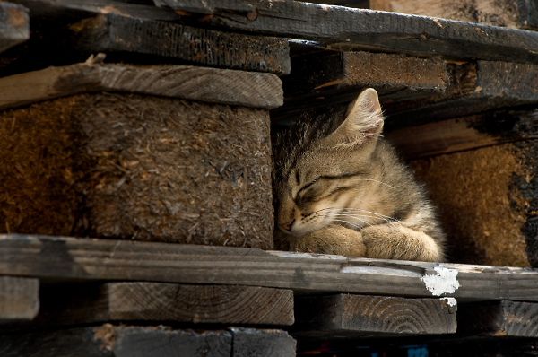 Taking a Nap