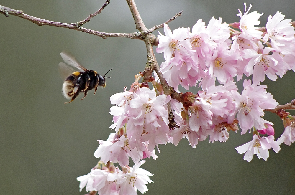 Cherry blossom (and a bumblebee)