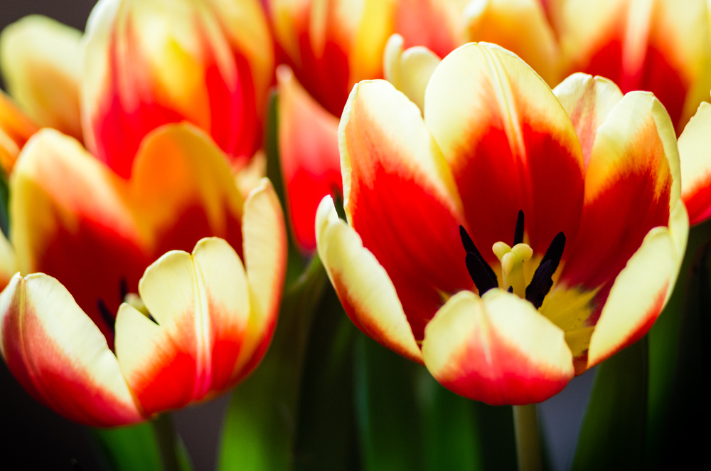 Flaming Red Tulips.