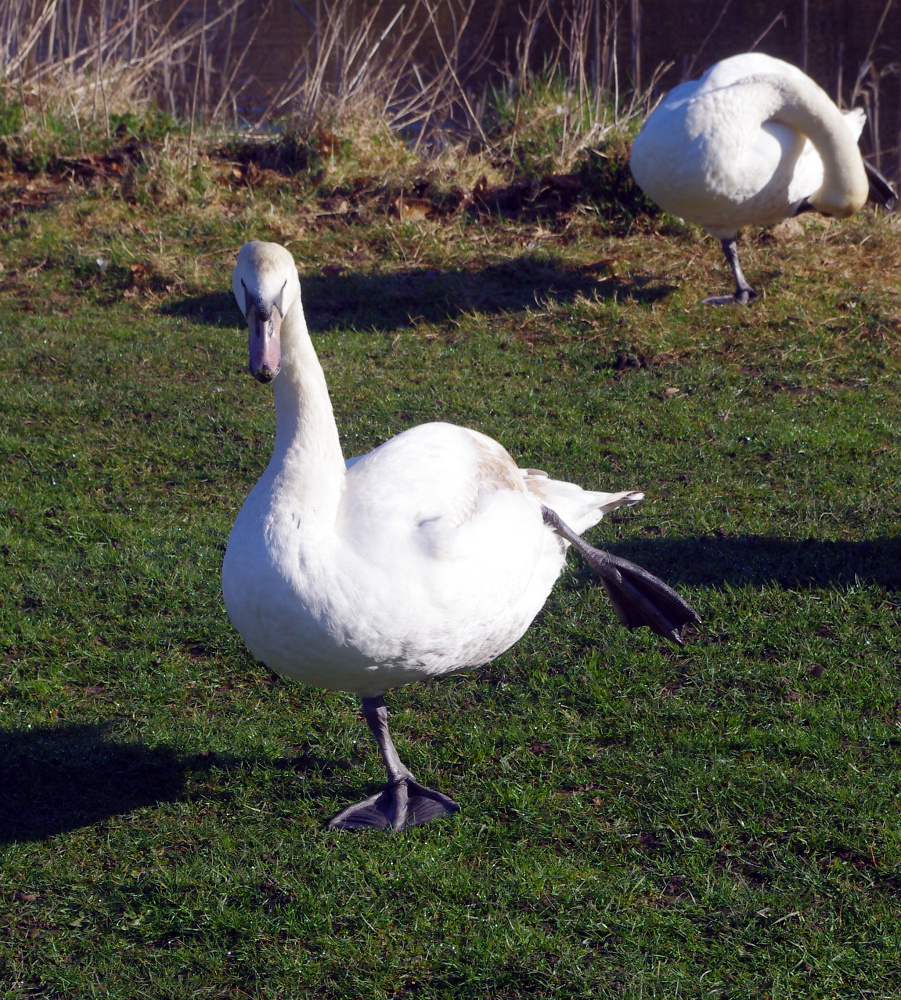 Just swanning around