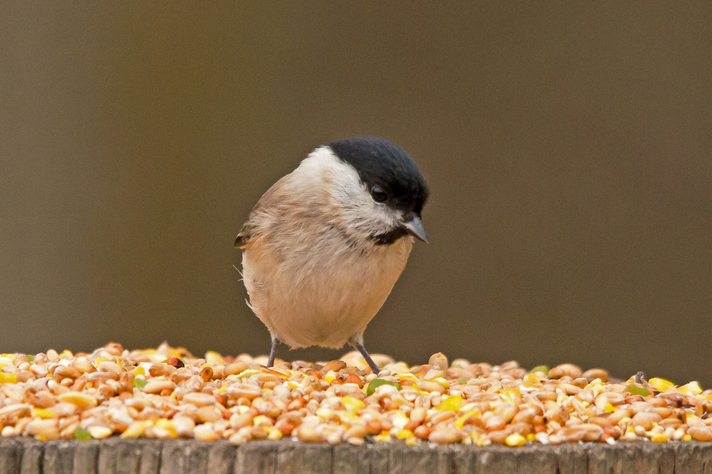 Marsh Tit