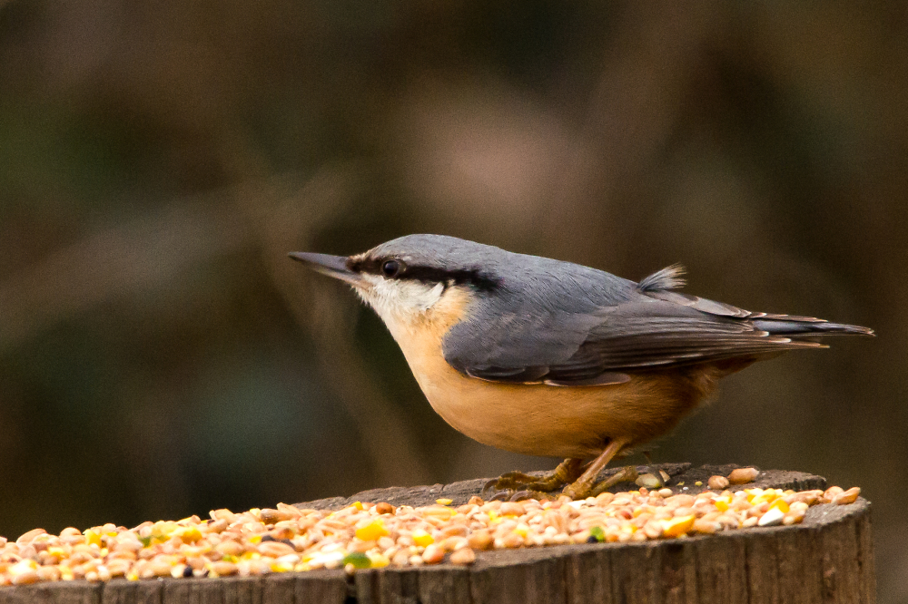 Nuthatch