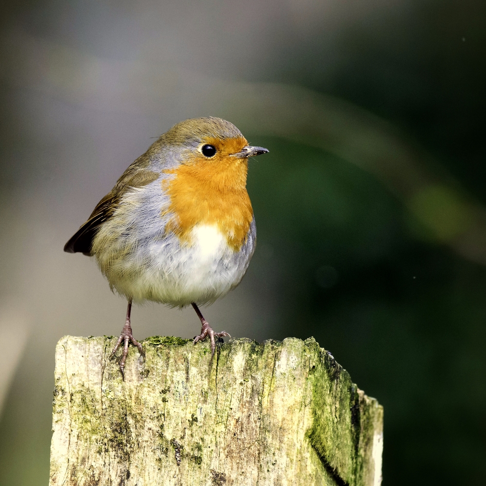 Robin goch