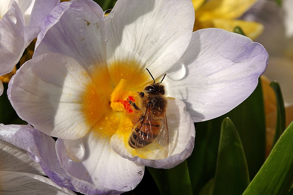 Spring has sprung