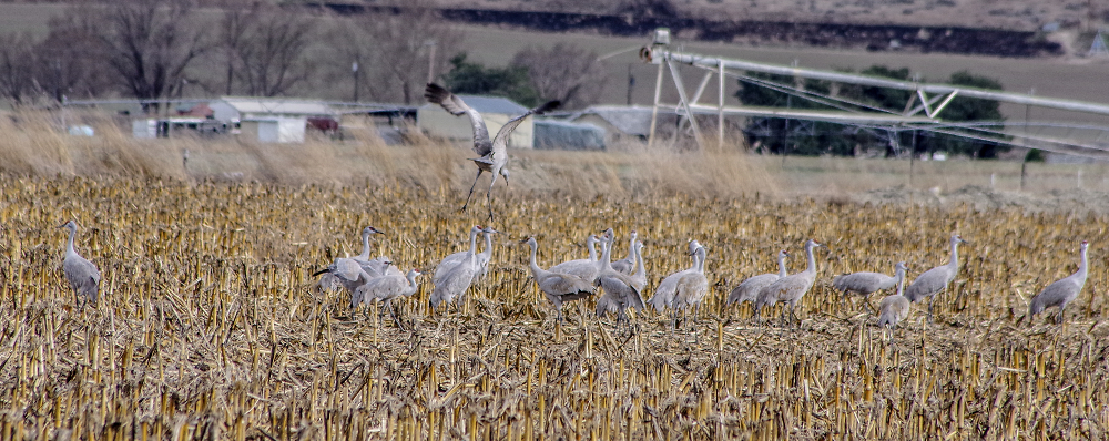 The Sandhill Cranes