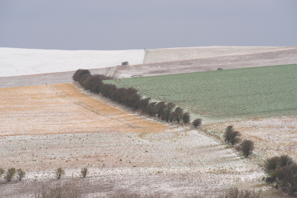 winter fields 2