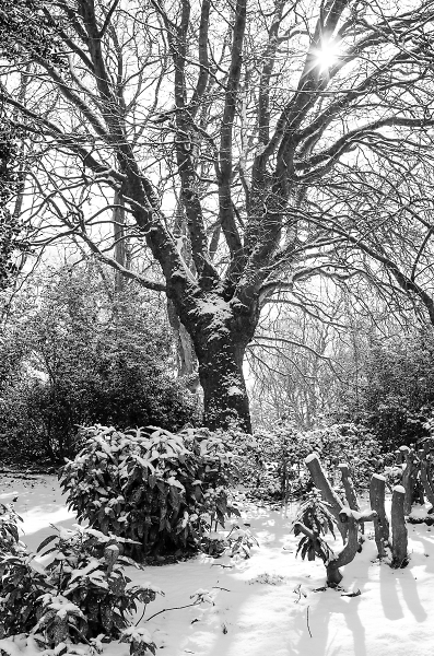 A walk in the park
