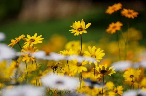 African Daisies