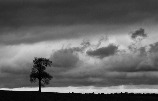 Cloudy tree