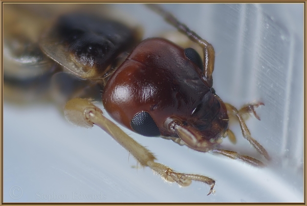 Earwig portrait