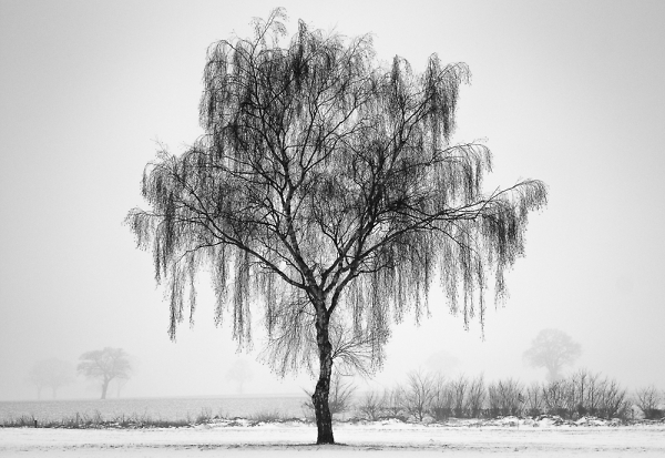 Golf course tree