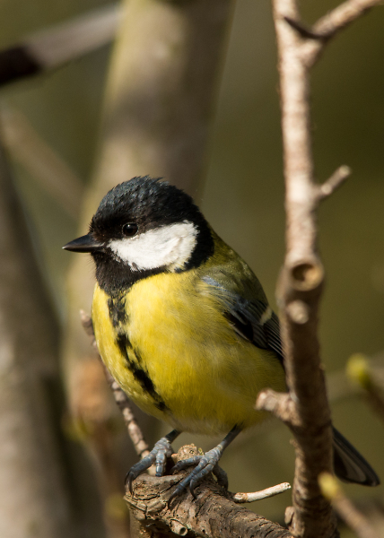 Great Tit