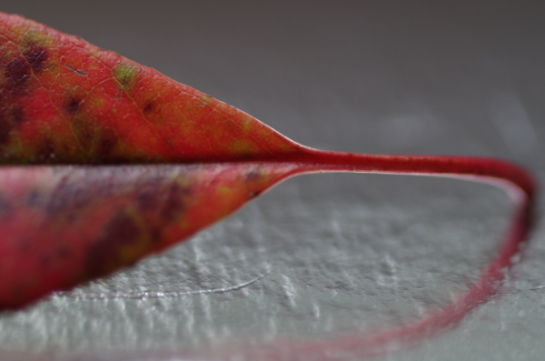 Leaf Stem