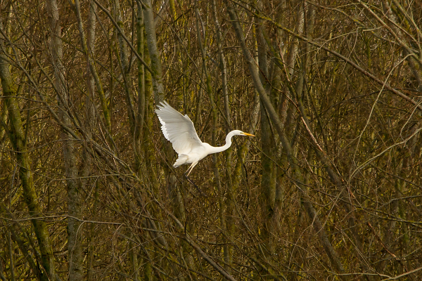 Egret Approach