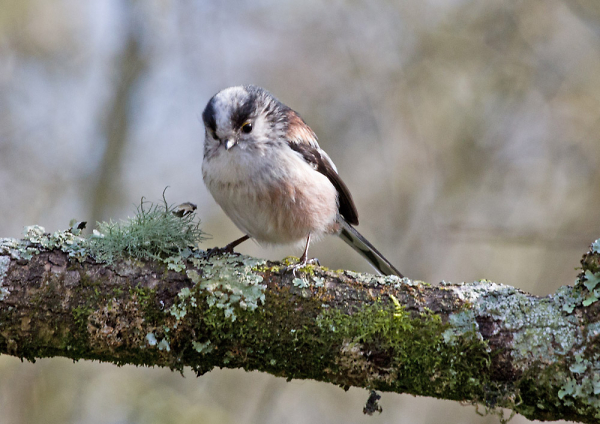 Long-Tailed Tit