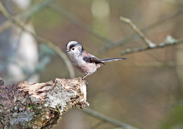 Longtail Tit