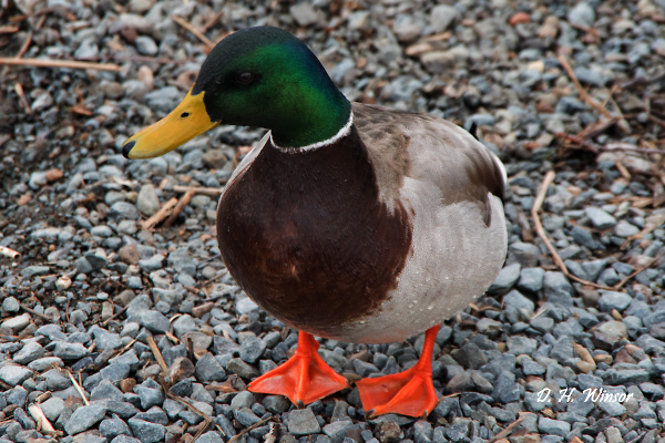 Mallard Drake