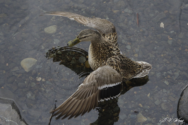Mallard Hen