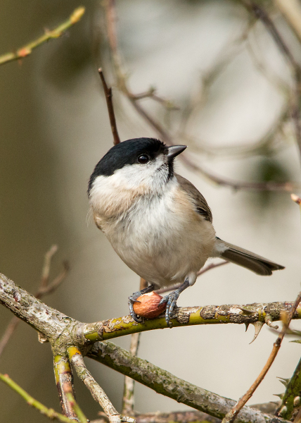 Marsh Tit?