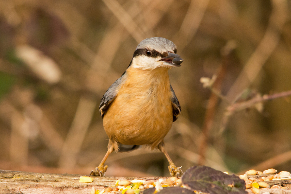 Nuthatch
