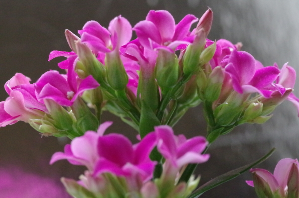 Pink Floral