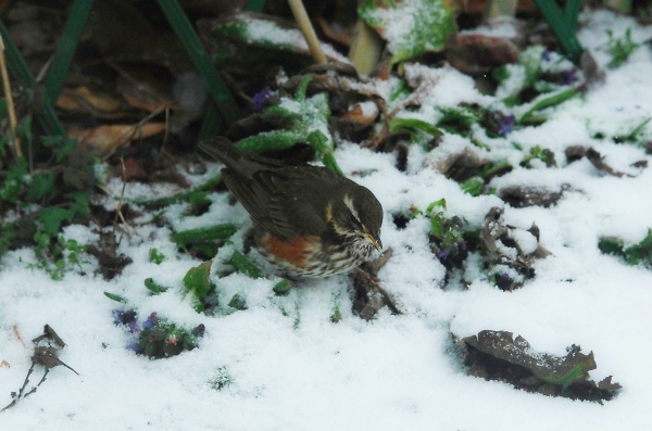 redwing