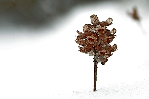 Selfheal