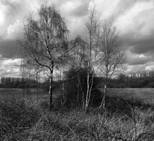 Small stand of birch trees.