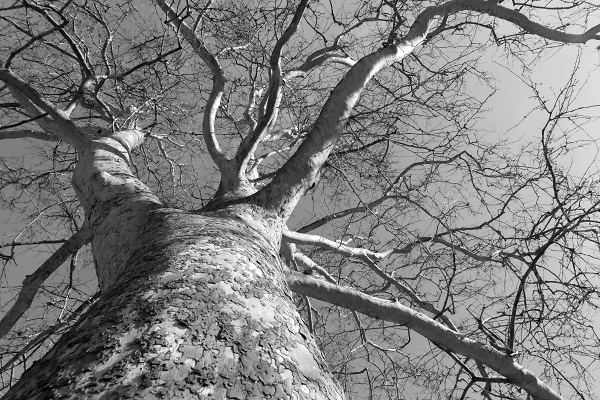 A Tree or a Human Body Upside Down?