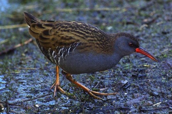 waterrail