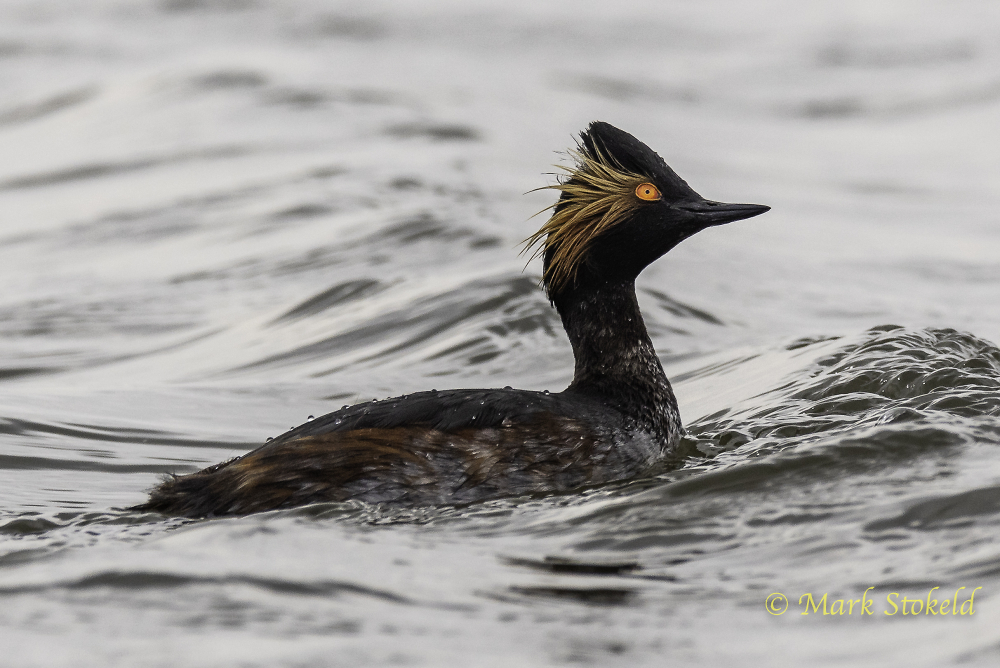 Black-necked Grebe