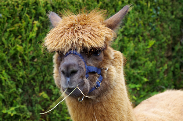 Alpaca