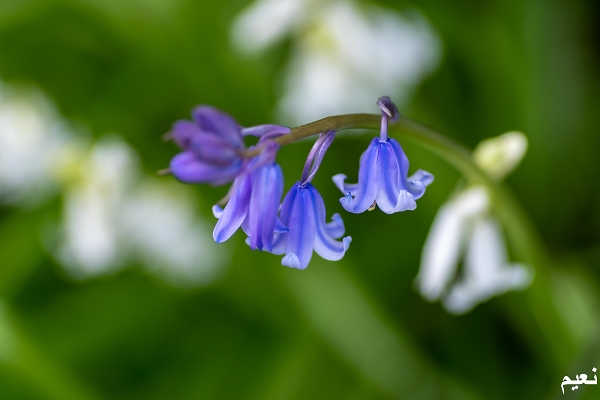 Blue Bells