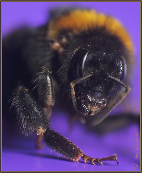 Bumblebee portrait