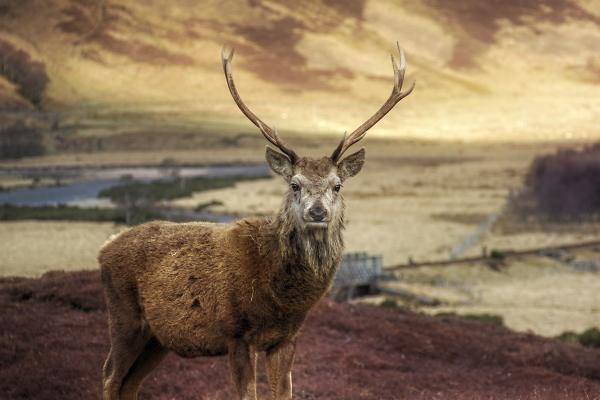 Deer on Glen Loth