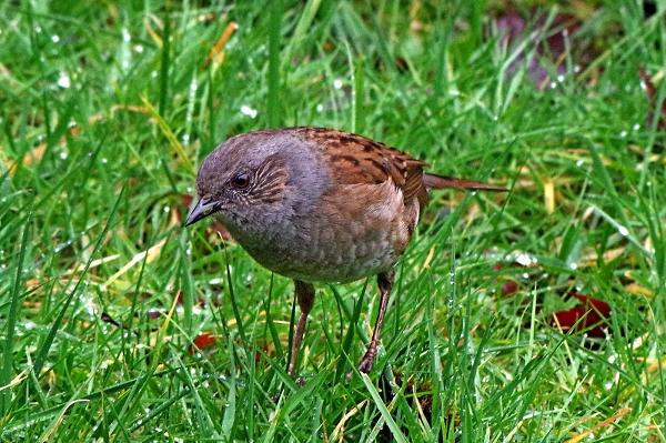 Dunnock