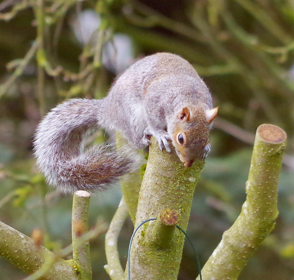 Grey Squirrel