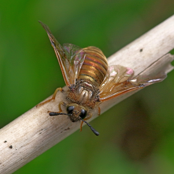 Is it a bee or what is it?
