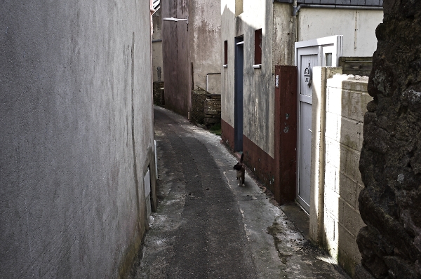 Just a cat in an alley