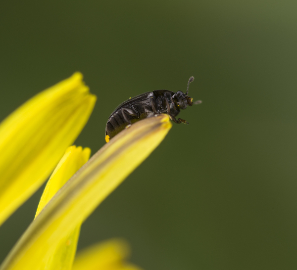 Pollen Beetle