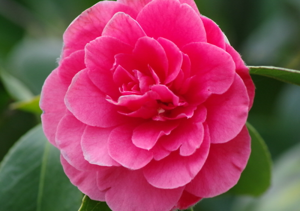 Pretty in Pink