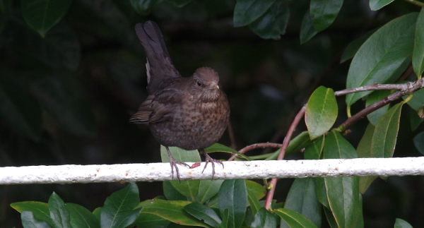 Sitting On the Fence