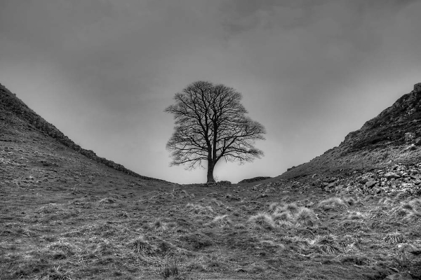 Sycamore Gap