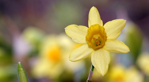 The obligatory spring daffodil