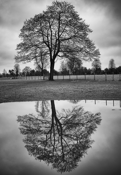 Tree reflections